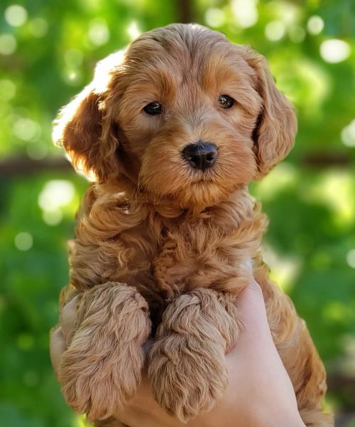 Dixie